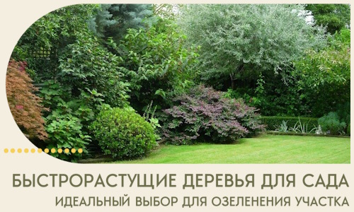 Быстрорастущие деревья для сада идеальный выбор в Первоуральске